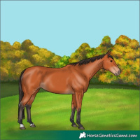 Horse Color:Bay 
