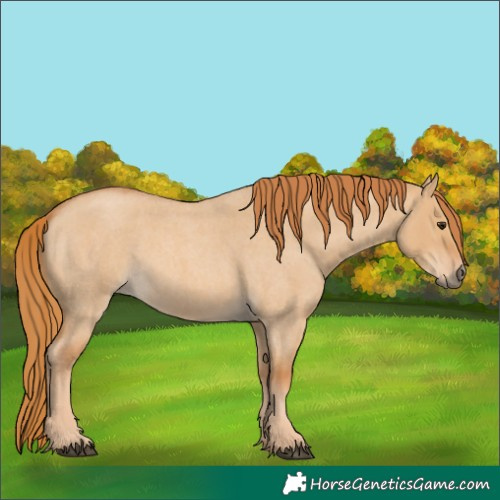 Horse Color:Red Dun Roan 