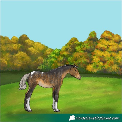 Horse Color:Silver Buckskin Sabino Tobiano 