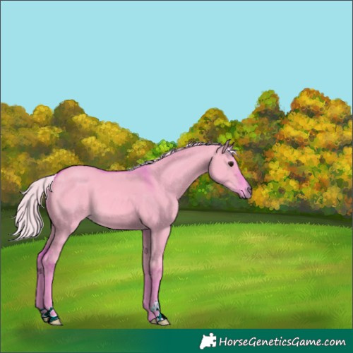 Horse Color:Watercolor Silver Bay Dun 