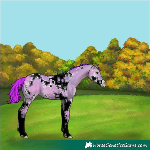 Horse Color:Watercolor Bay Dun Splash Tobiano 