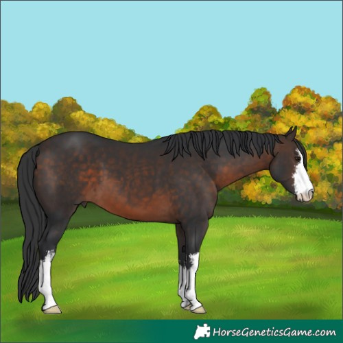 Horse Color:White Spotted Brown Mushroom 