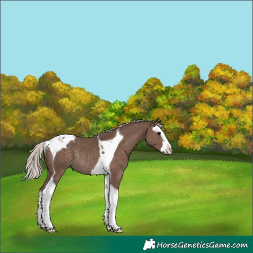 Horse Color:Silver Black Splash Tobiano Rabicano 