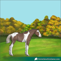Horse Color:Silver Black Splash Tobiano Rabicano