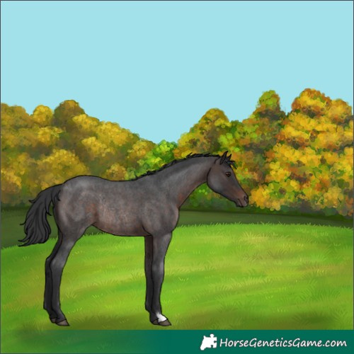 Horse Color:Brown Roan Rabicano 