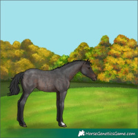 Horse Color:Brown Roan Rabicano