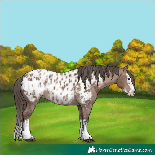 Horse Color:Bay Dun Sabino Splash Appaloosa  and Liver Red Dun Sabino Splash Appaloosa 