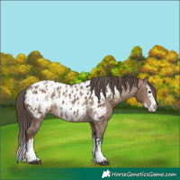 Horse Color:Bay Dun Sabino Splash Appaloosa and Liver Red Dun Sabino Splash Appaloosa