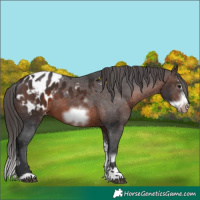 Horse Color:Brown Sabino Splash Appaloosa and Brown Sabino Splash Frame Appaloosa
