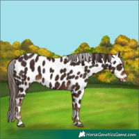 Horse Color:Liver Chestnut Near Leopard 