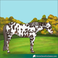 Horse Color:Liver Chestnut Appaloosa 