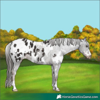Horse Color:White Spotted Liver Chestnut Appaloosa
