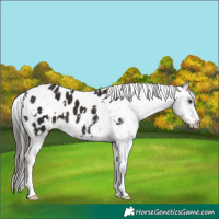 Horse Color:White Spotted Liver Chestnut Appaloosa 