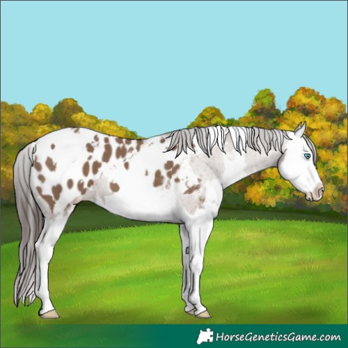 Horse Color:White Spotted Liver Red Dun Splash Appaloosa 