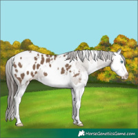 Horse Color:White Spotted Liver Red Dun Splash Appaloosa 