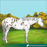 Horse Color:White Spotted Liver Red Dun Splash Appaloosa