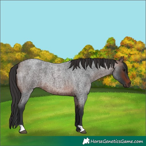 Horse Color:Brown Roan 