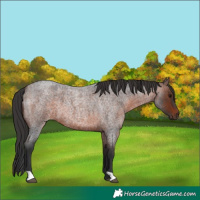 Horse Color:Brown Roan 