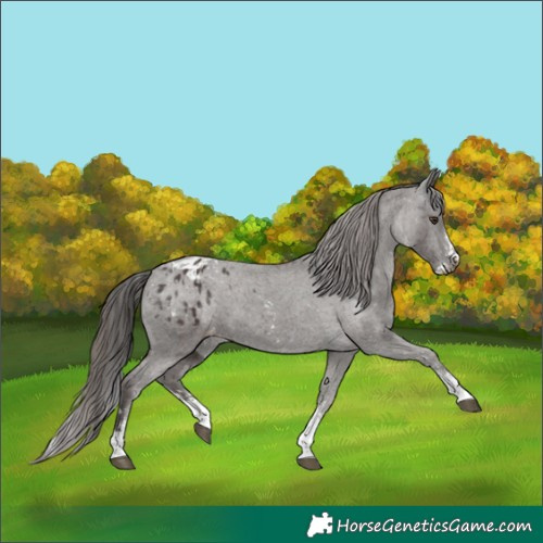 Horse Color:Liver Chestnut Sabino Splash Appaloosa  and Liver Chestnut Sabino Appaloosa 