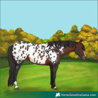 Horse Color:Brown Sabino Appaloosa  and Brown Sabino Appaloosa 