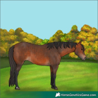 Horse Color:Bay and Bay