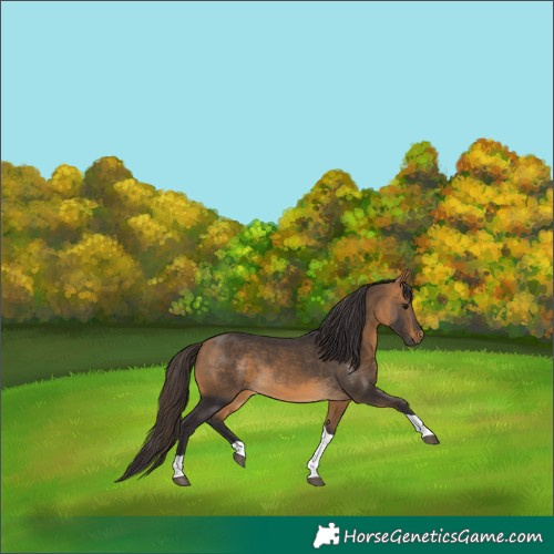 Horse Color:Buckskin Tobiano