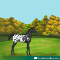 Horse Color:Black Blanket