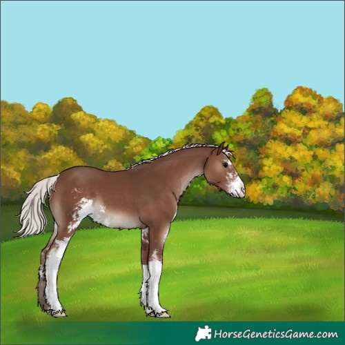 Horse Color:Silver Black Sabino 