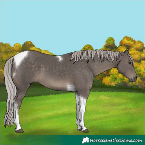 Horse Color:Silver Black Tobiano 