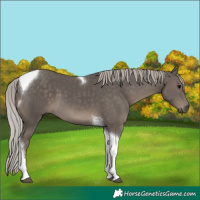 Horse Color:Silver Black Tobiano 