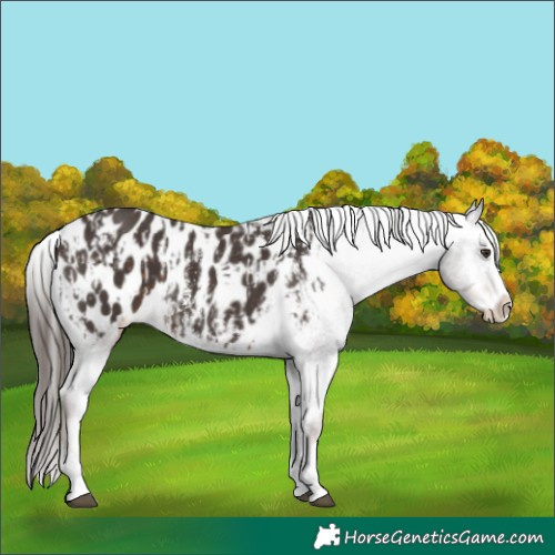 Horse Color:Liver Chestnut Sabino Splash Blanket  and Liver Chestnut Sabino Splash Blanket 