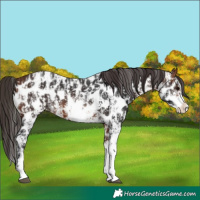 Horse Color:Bay Sabino Splash Appaloosa and Bay Sabino Splash Appaloosa