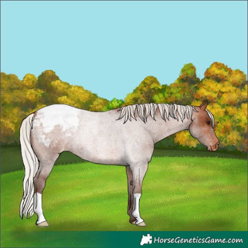 Horse Color:Silver Brown Roan Appaloosa 