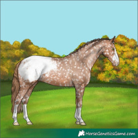 Horse Color:Bay Pearl Appaloosa