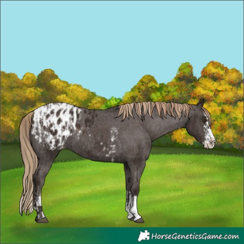 Horse Color:Liver Chestnut Sabino Splash Blanket  and Liver Chestnut Sabino Splash Blanket 