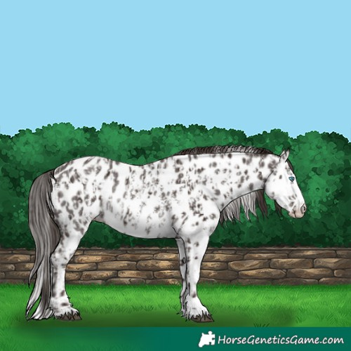 Horse Color:Liver Chestnut Sabino Splash Appaloosa  and Liver Chestnut Sabino Splash Appaloosa Rabicano 