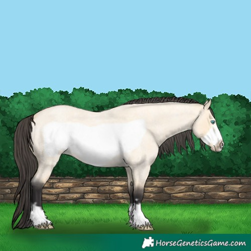Horse Color:Buckskin Roan Dun Frame 
