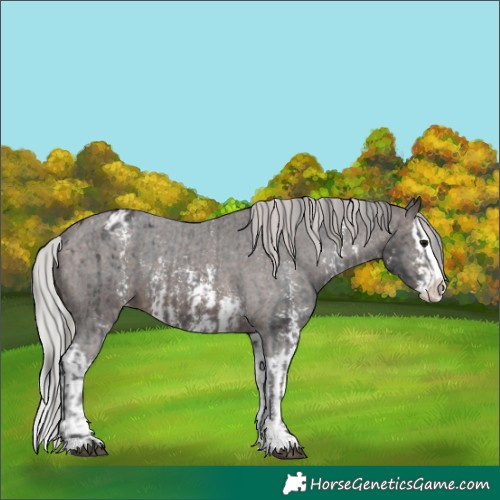 Horse Color:Brown Sabino Splash Appaloosa  and Silver Brown Sabino Splash Appaloosa 