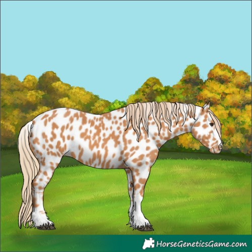 Horse Color:Chestnut Appaloosa