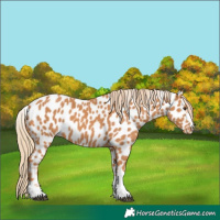Horse Color:Chestnut Appaloosa 