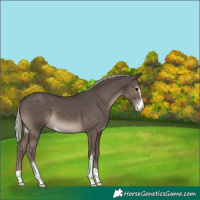Horse Color:Silver Black Sabino 