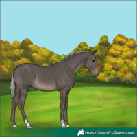 Horse Color:Silver Black Sabino 