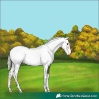 Horse Color:Silver Black Sabino Appaloosa 