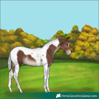 Horse Color:Silver Black Tobiano