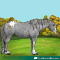 Horse Color:Black Sabino Splash Appaloosa  and Black Sabino Splash Appaloosa 