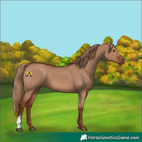 Horse Color:Red Dun