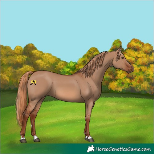 Horse Color:Red Dun