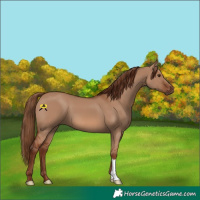 Horse Color:Red Dun