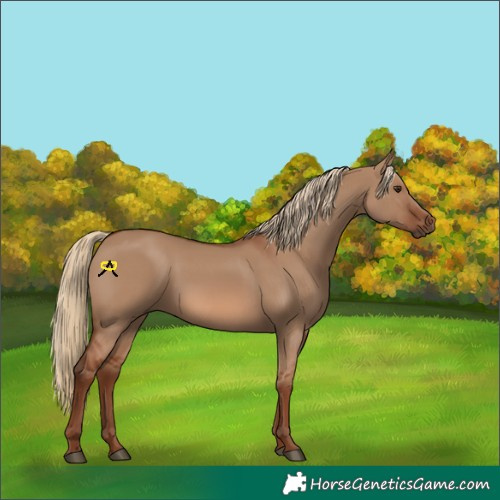 Horse Color:Red Dun 