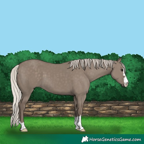 Horse Color:Silver Grullo 